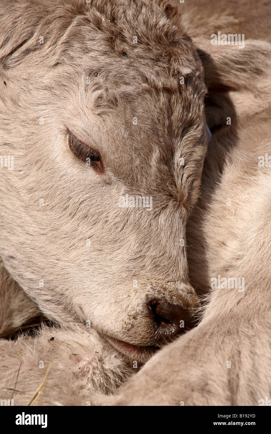 Young Calf sleeping on its shoulder Stock Photo Alamy