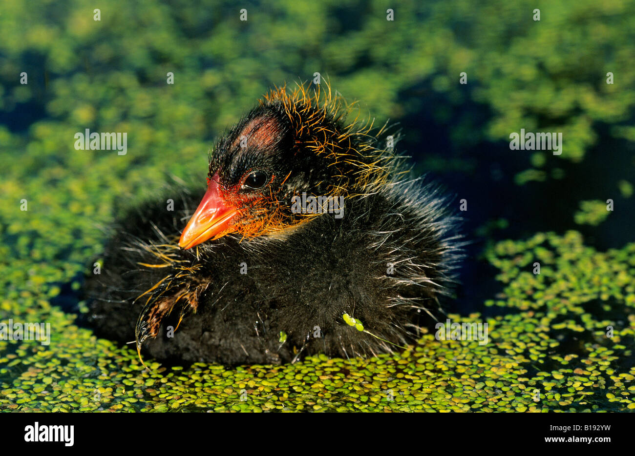 Newly hatched American coot (Fulica americana) chick, Alberta, Canada. Stock Photo