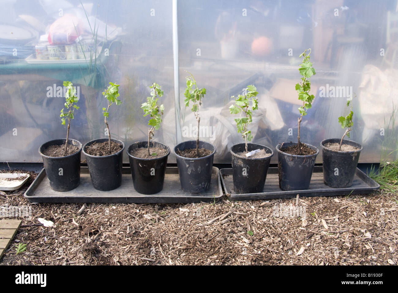 Grape vines potted growing in a polytunnel. Hampshire, England Stock