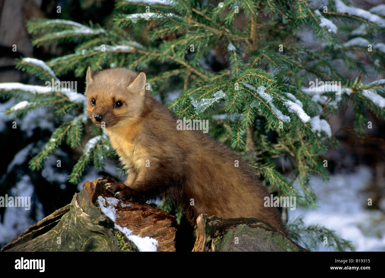Adult American pine marten (Martes americana), boreal forest Canada. Stock Photo