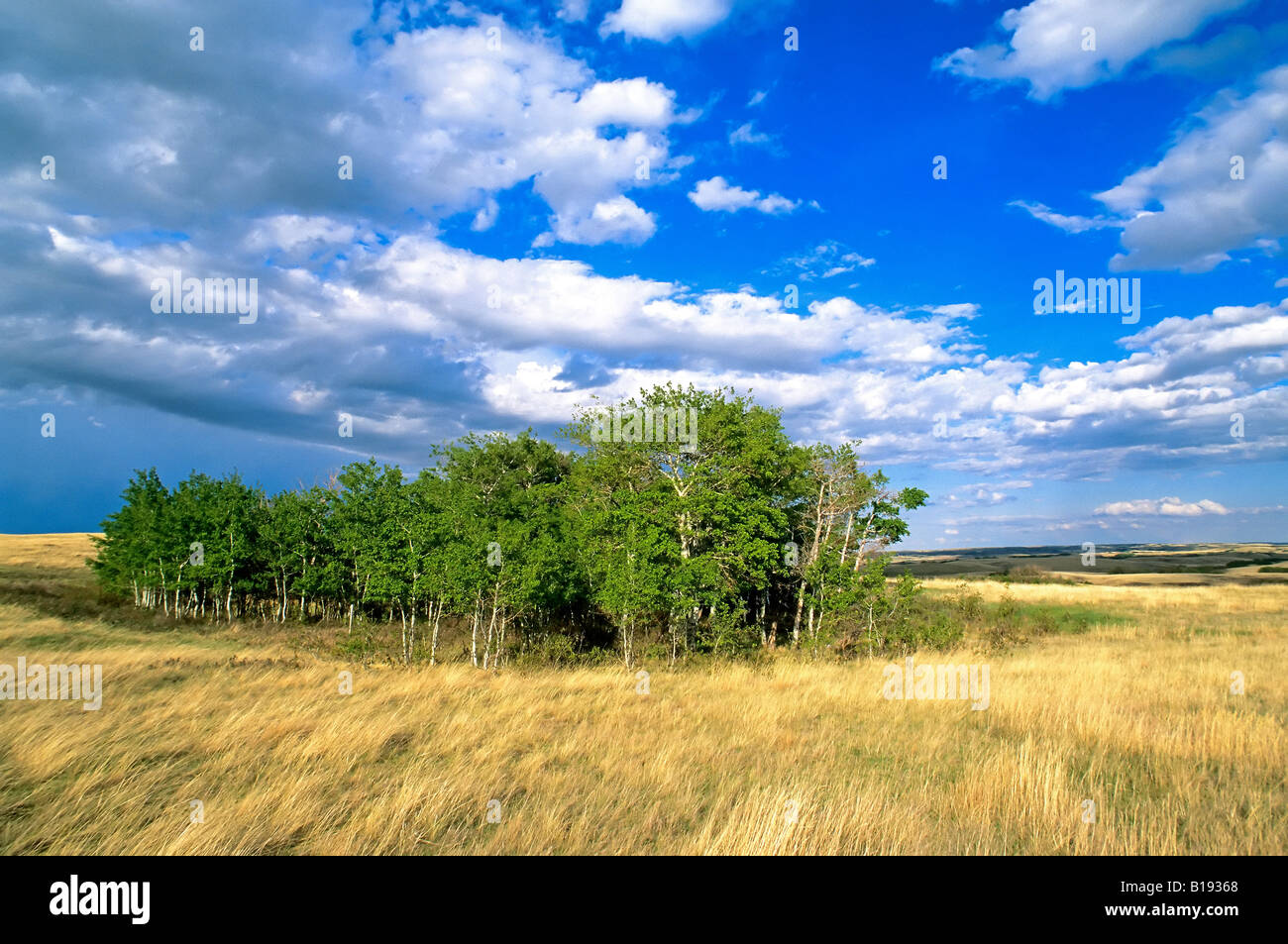 Aspen grove in the Bodo Hills of the aspen parkland ecoregion of east