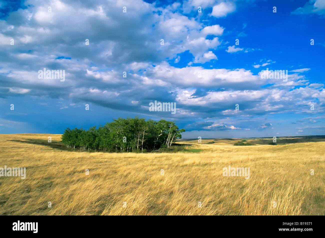 Aspen cluster in fescue grasslands, Bodo Hills, eastcentral Alberta