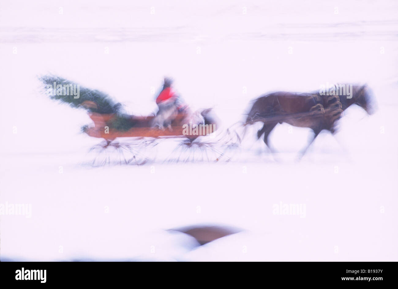 Horse sled carrying tree hi-res stock photography and images - Alamy