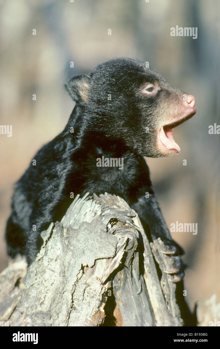 Threemonth old black bear cub (Ursus americanus) crying in alarm for