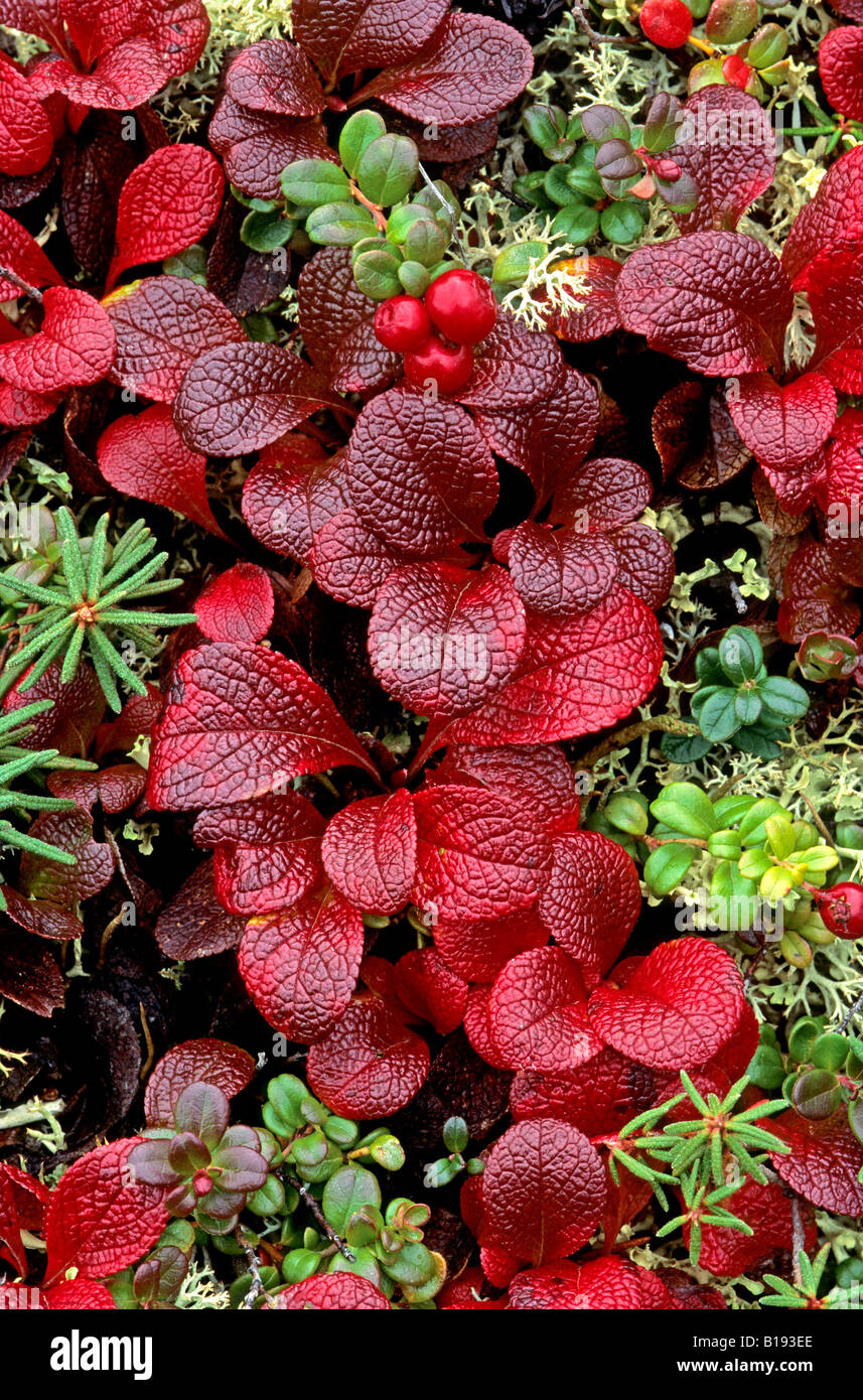 Net-veined willow and bog cranberry in autumn, Yukon, Canada. Stock Photo