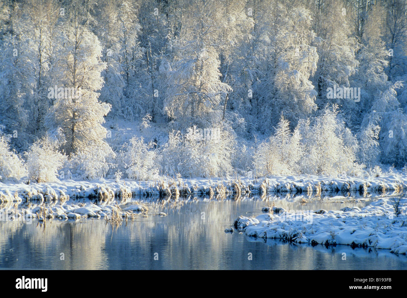 Snowencrusted aspen trees, boreal forest, northern Saskatchewan