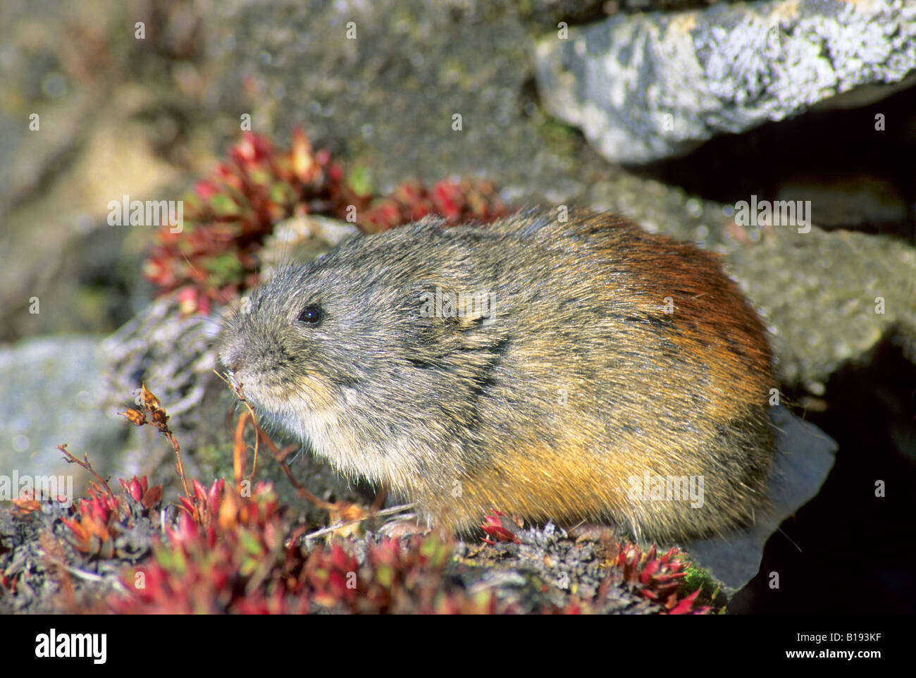 Left . As most lemmings, the brown lemming has cryptic brown and