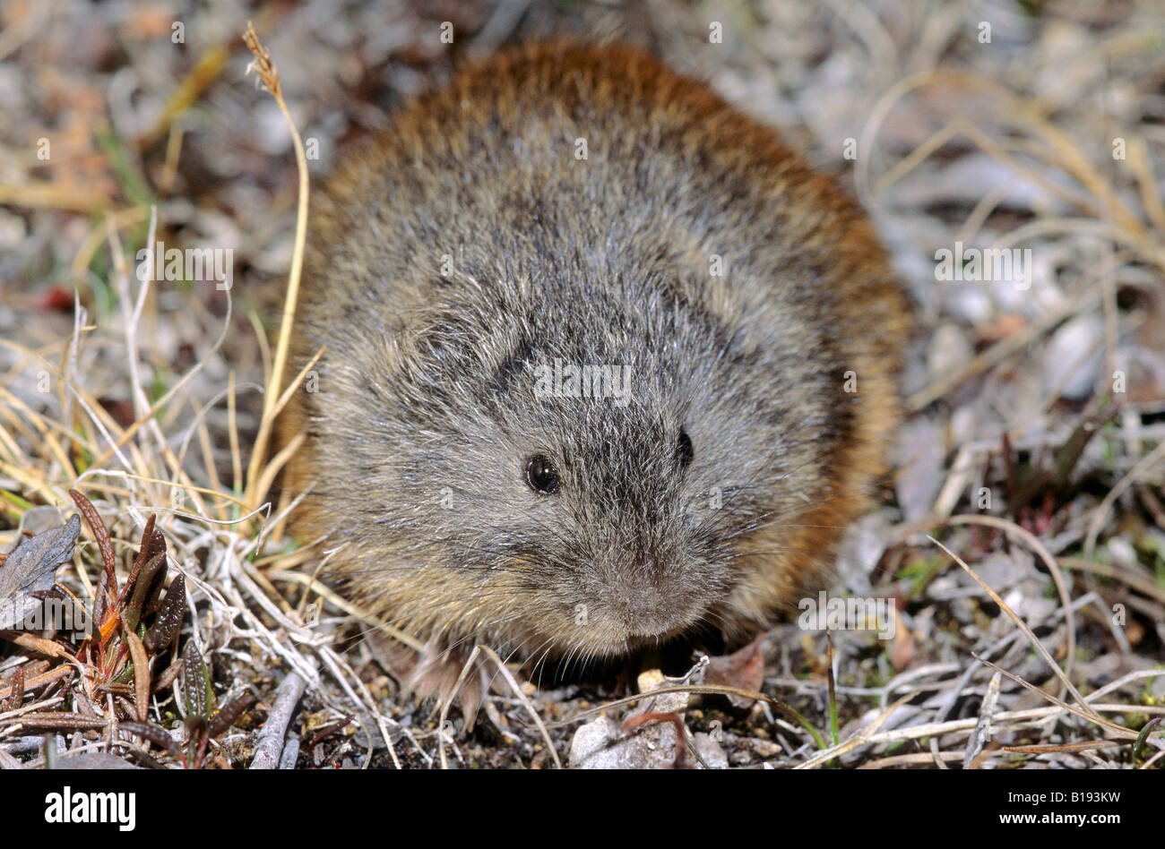 Lemming Small Rodent The Arctic In Tundra Greenland Mint Maxi FDC Card 1994