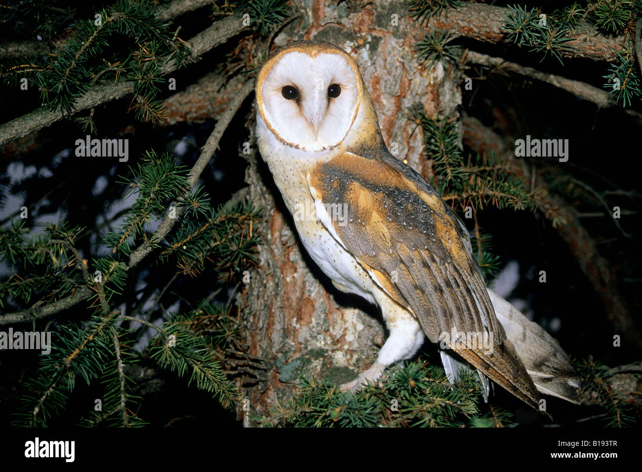 Common british owls hires stock photography and images Alamy