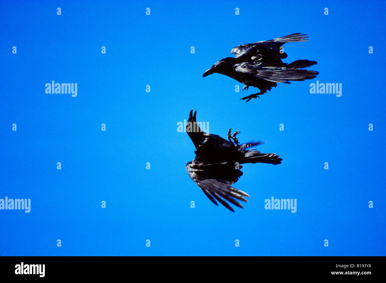 Aerial Courtship in common ravens (Corvus corax).  Alberta, Canada. Stock Photo