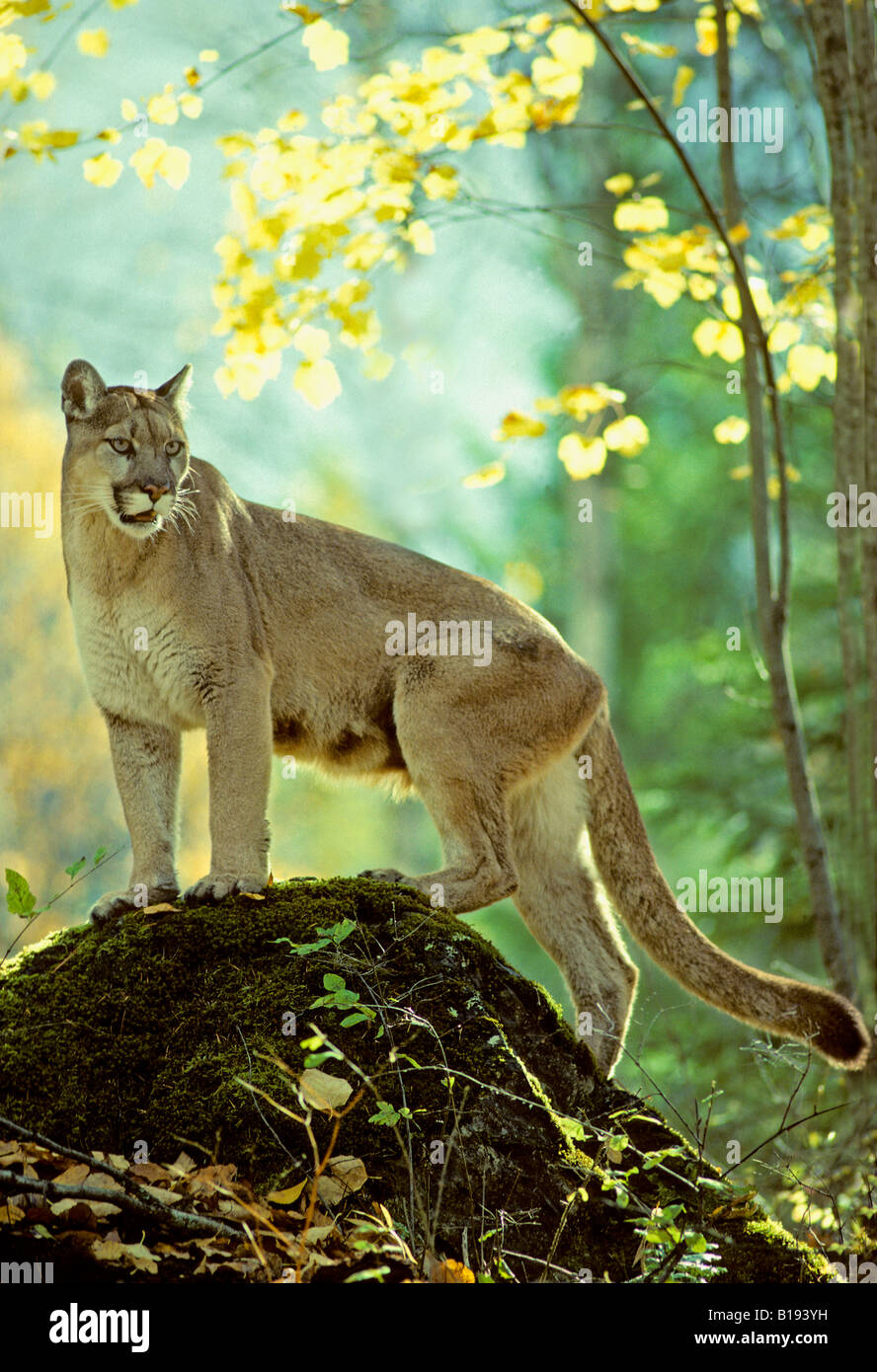 Adult female cougar (Puma concolor), Alberta, Canada Stock Photo Alamy