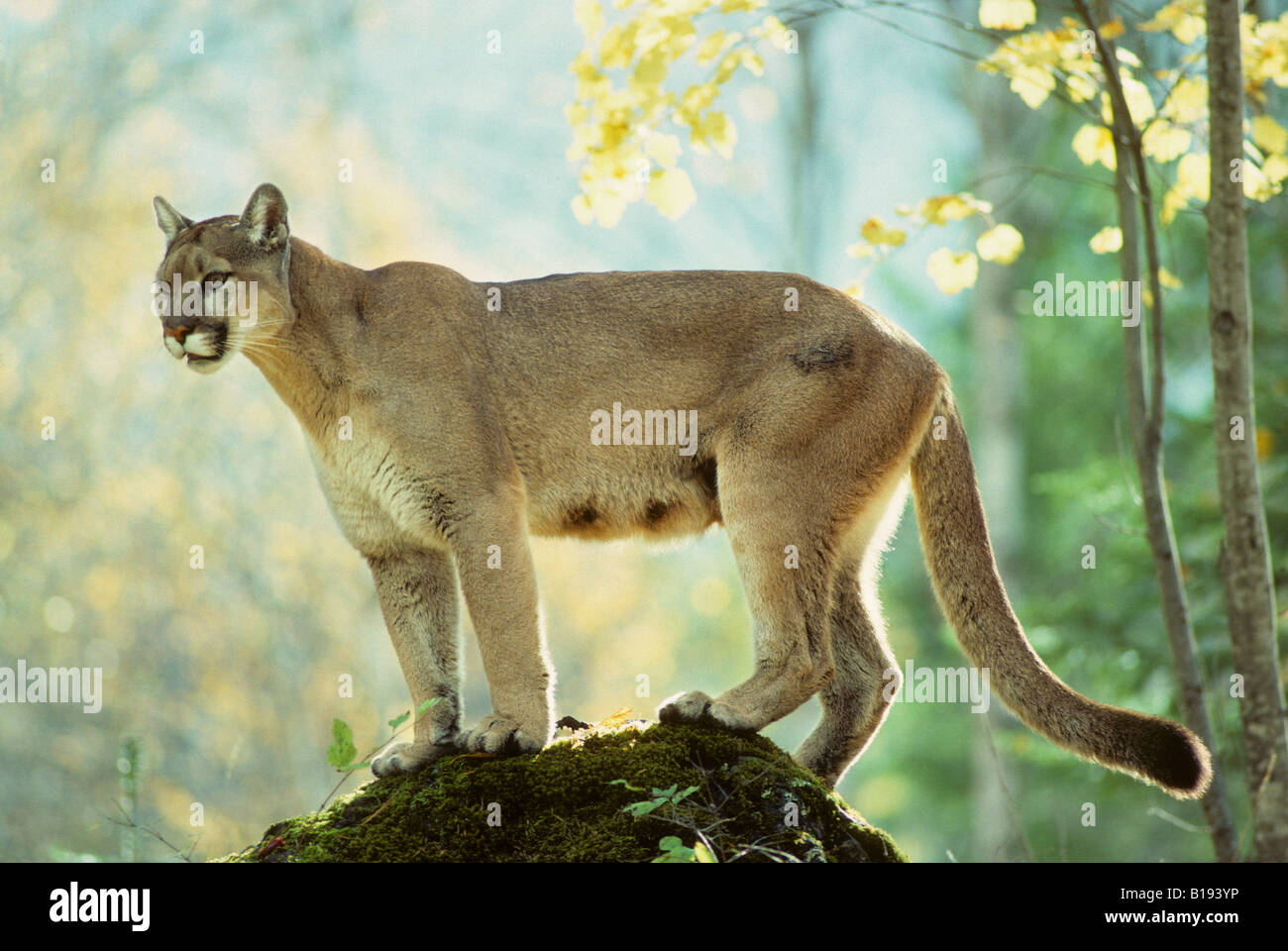 Adult female cougar (Puma concolor), Alberta, Canada Stock Photo - Alamy