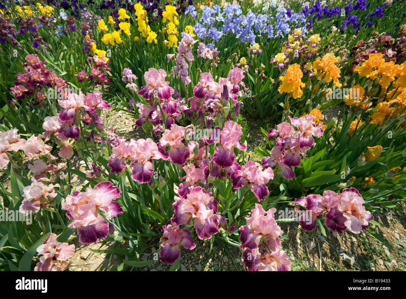 Iris cultivation (Iris germanica) in Ardeche (France). Culture d'Iris (Iris germanica) en Ardèche (France). Stock Photo