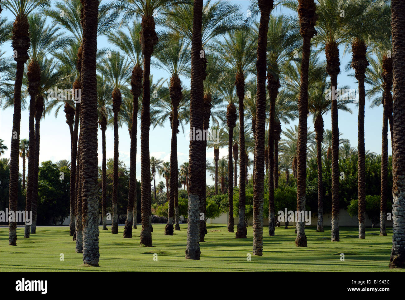 Palm Trees, Indian Wells, California, USA Stock Photo