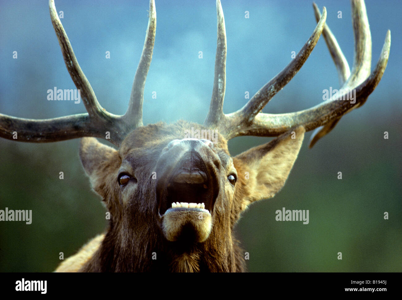 Bugling bull elk (Cervus elaphus) during the autumn rut, Alberta, Canada. Stock Photo