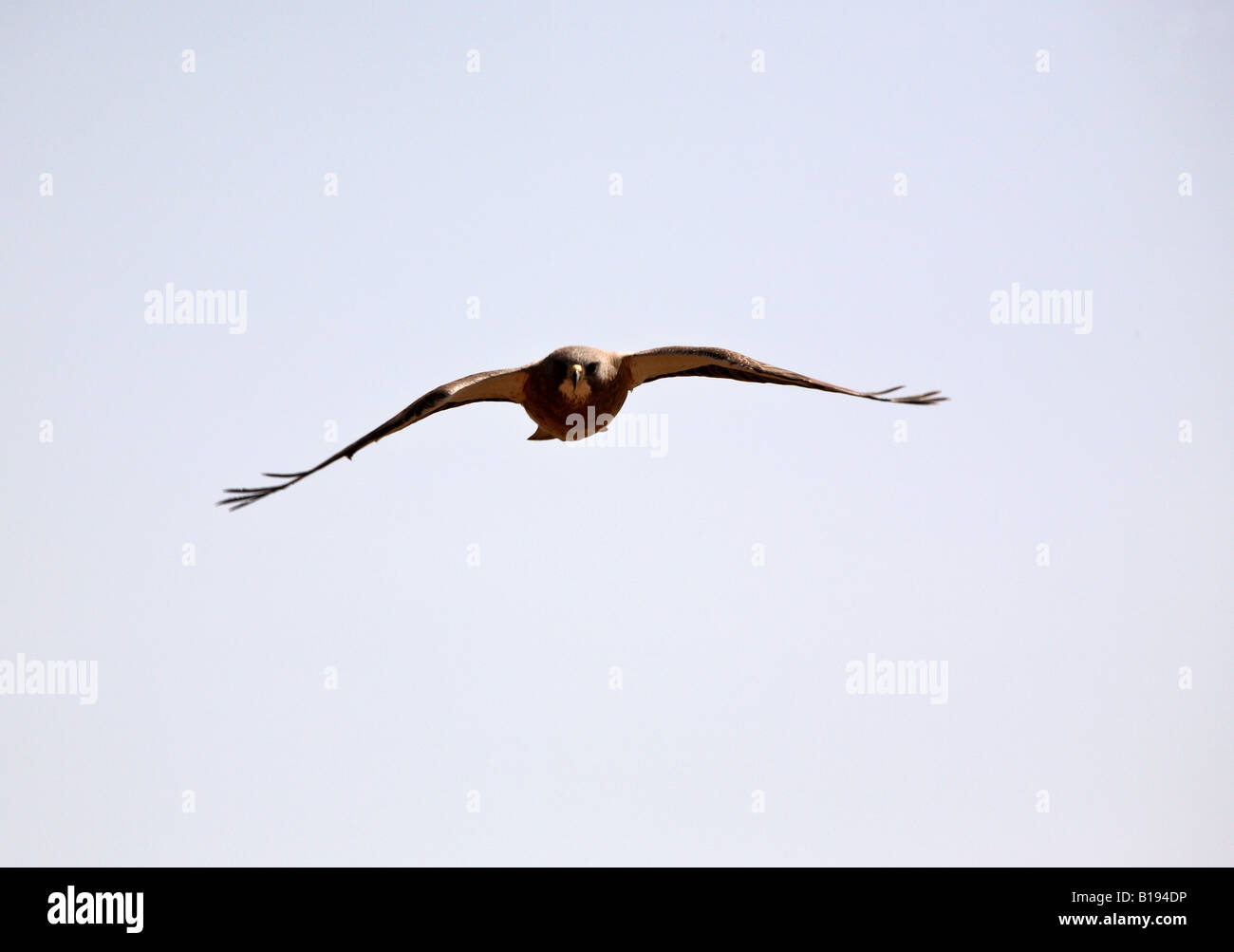 Swainson s Hawk in flight Stock Photo - Alamy