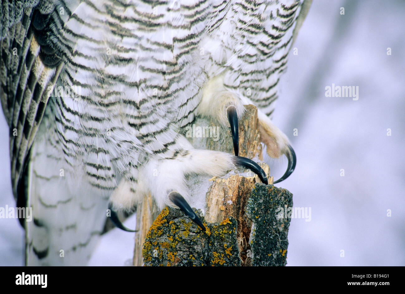 Talons on the feet of an adult great horned owl (Bubo virginianus), Alberta, Canada Stock Photo