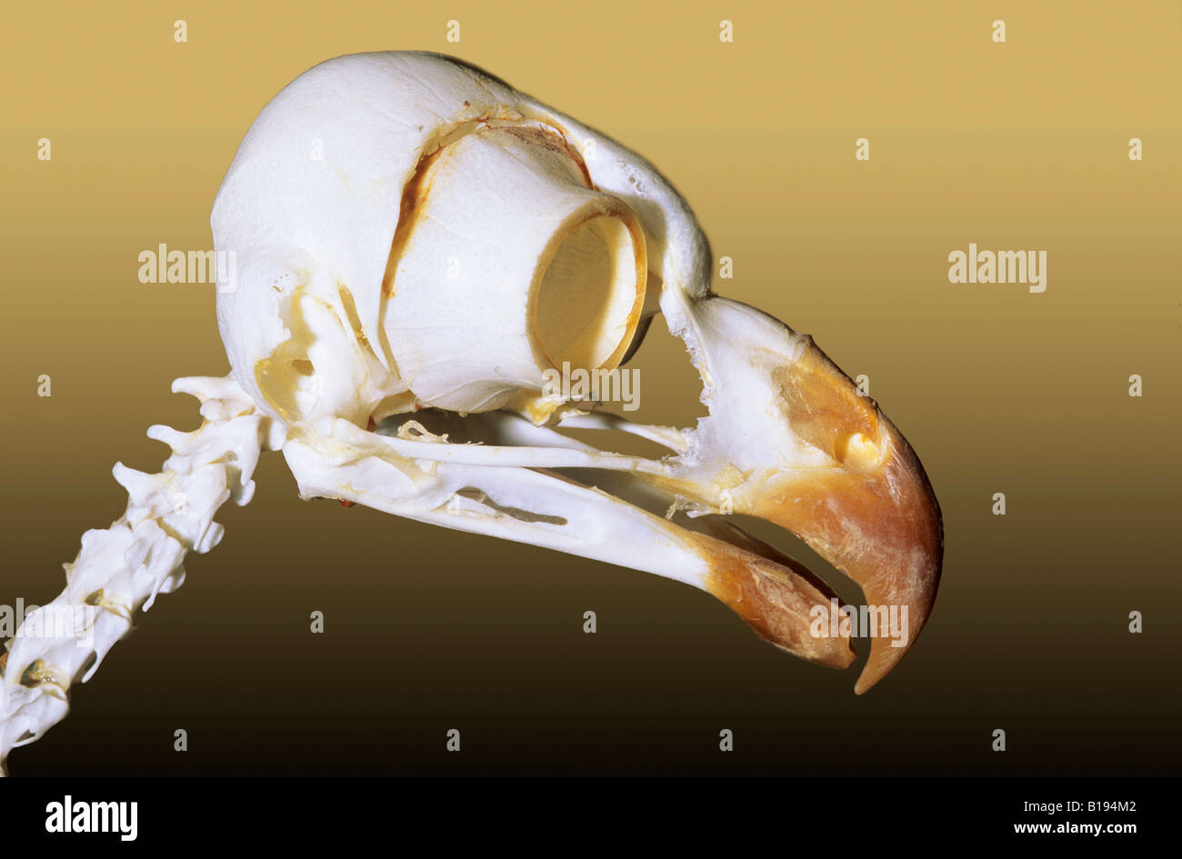 Skull of an adult great horned owl (Bubo virginianus), Alberta, Canada Stock Photo