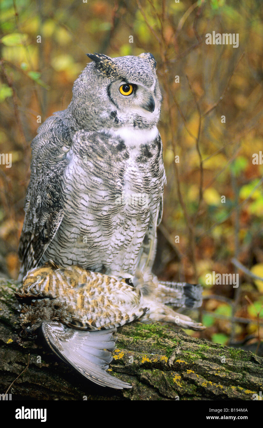 Great horned owl (Bubo virginianus) with dead ruffed grouse (Bonasa