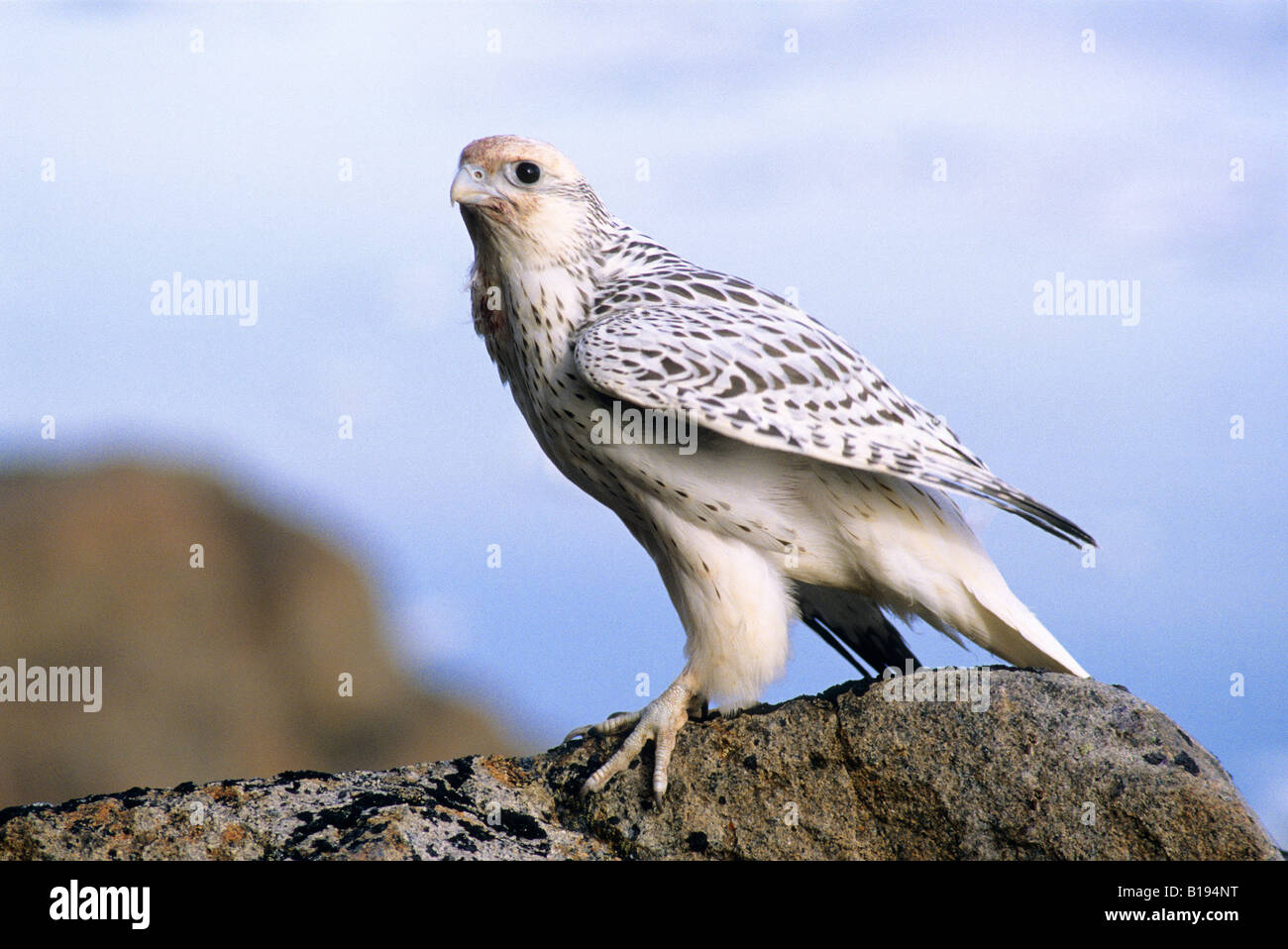 Кречет Falco rusticolus. Норвежский Кречет. Кречет в тундре. Сокол белый Кречет. Скромный великий 13 кречет. Кречет Falco rusticolus. Норвежский Кречет. Кречет в тундре. Сокол белый Кречет.
