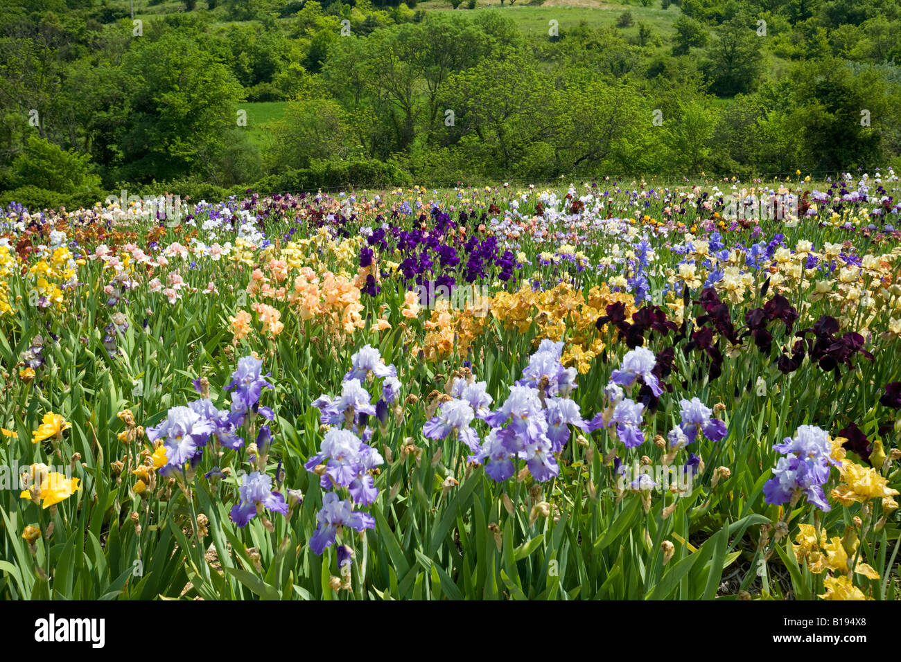 Iris cultivation (Iris germanica) in Ardeche (France).Culture d'Iris (Iris germanica) en Ardèche. Stock Photo