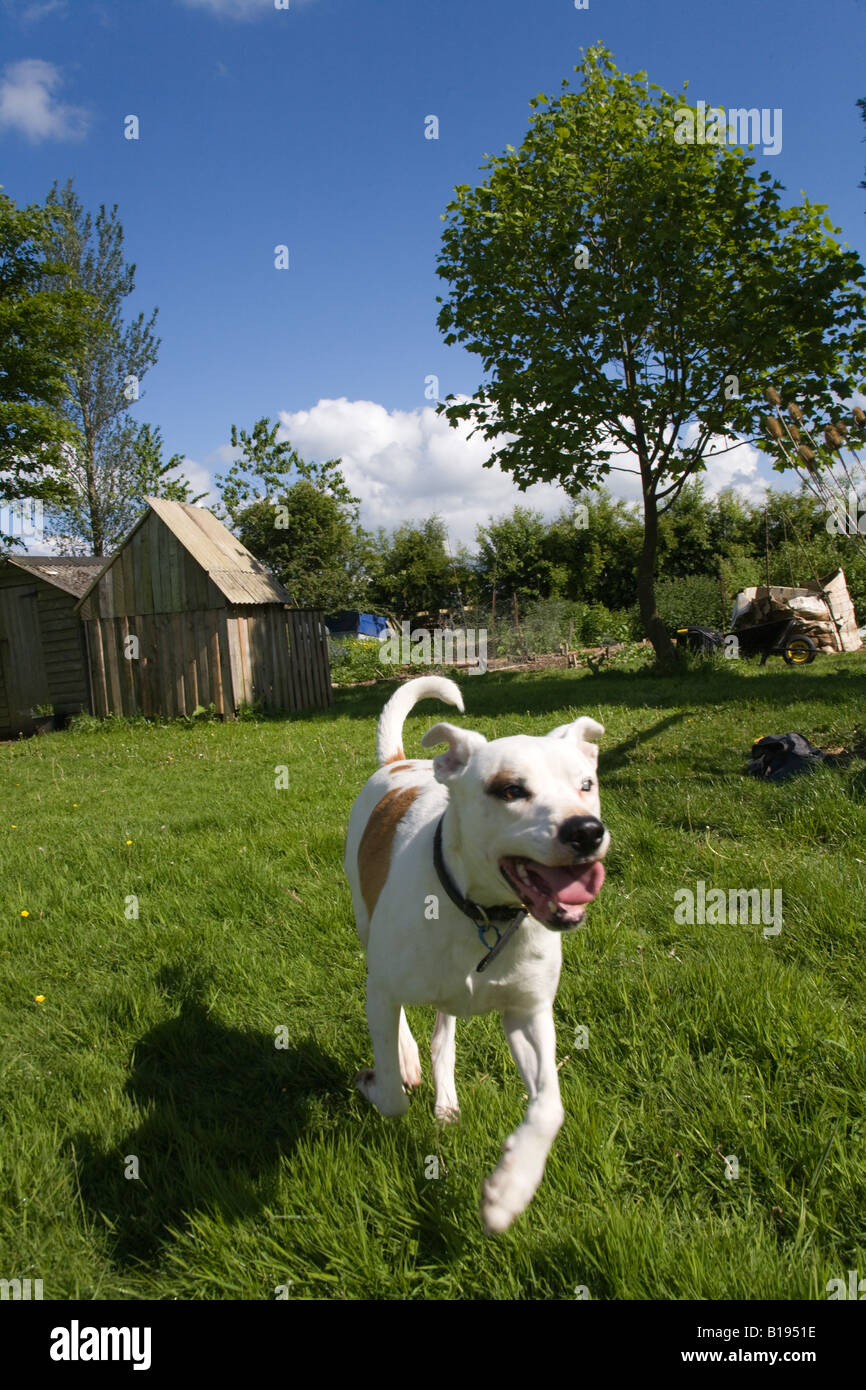 White dog running towards the camera, Hampshire, England. Stock Photo
