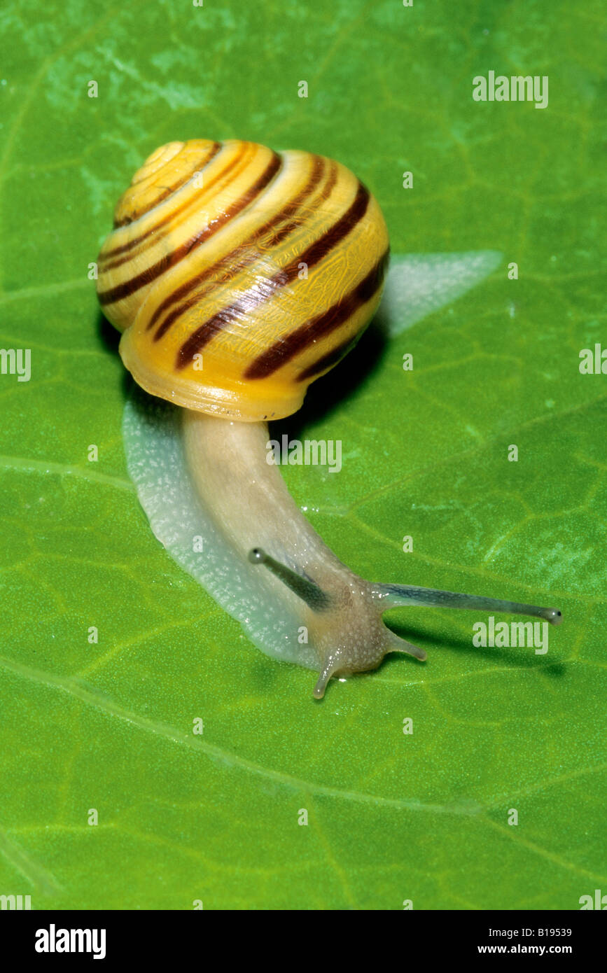 Land snail, Newfoundland, Canada Stock Photo Alamy