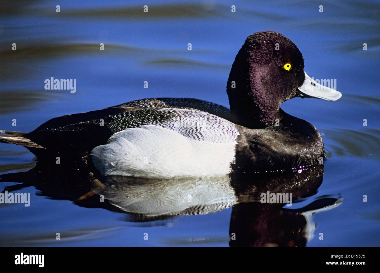 Adult male lesser scaup (Aythya affinis) in breeding plumage, coastal British Columbia, Canada Stock Photo