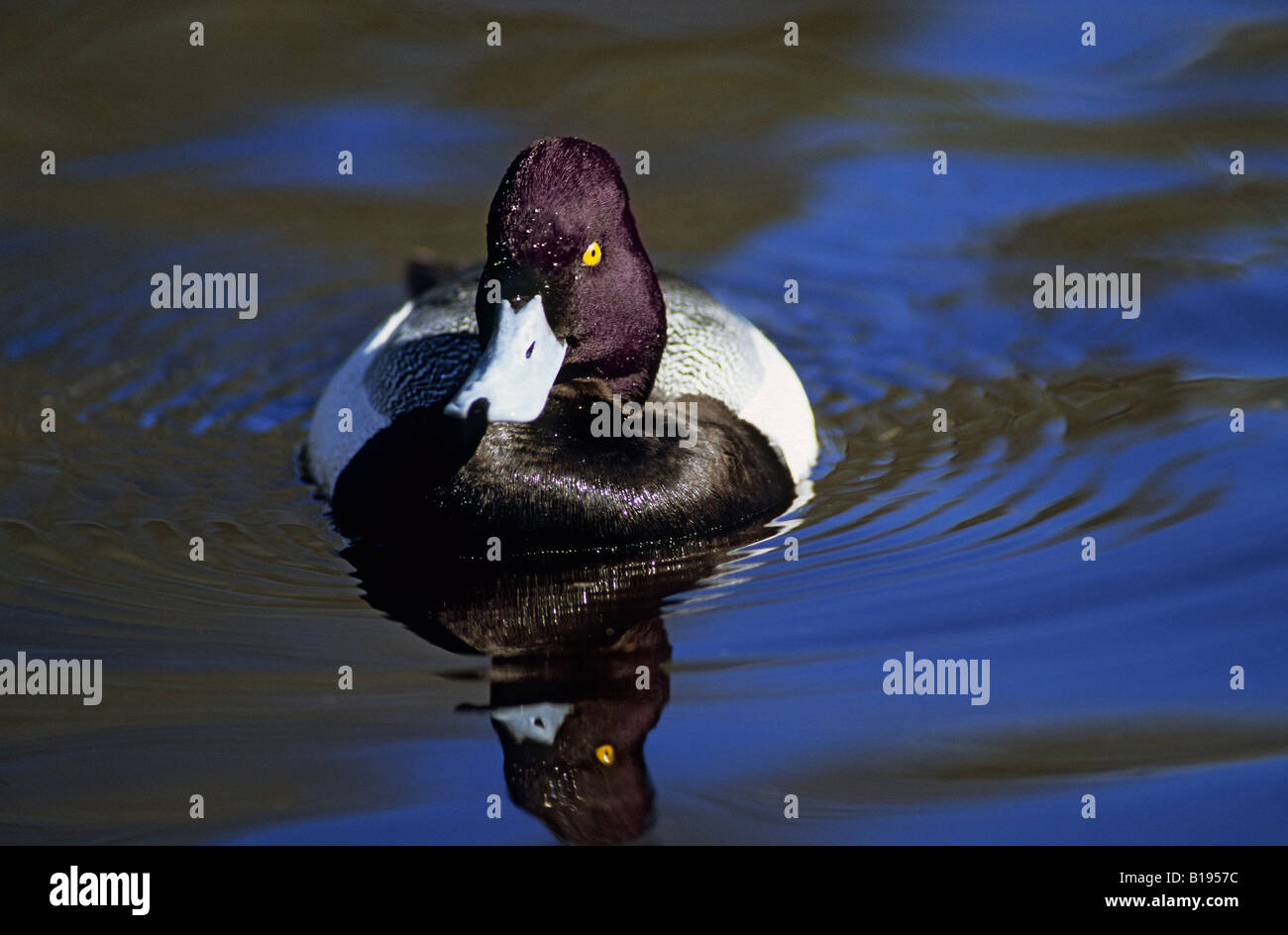 Male lesser scaup (Aythya affinis) in breeding plumage, coastal British Columbia, Canada Stock Photo