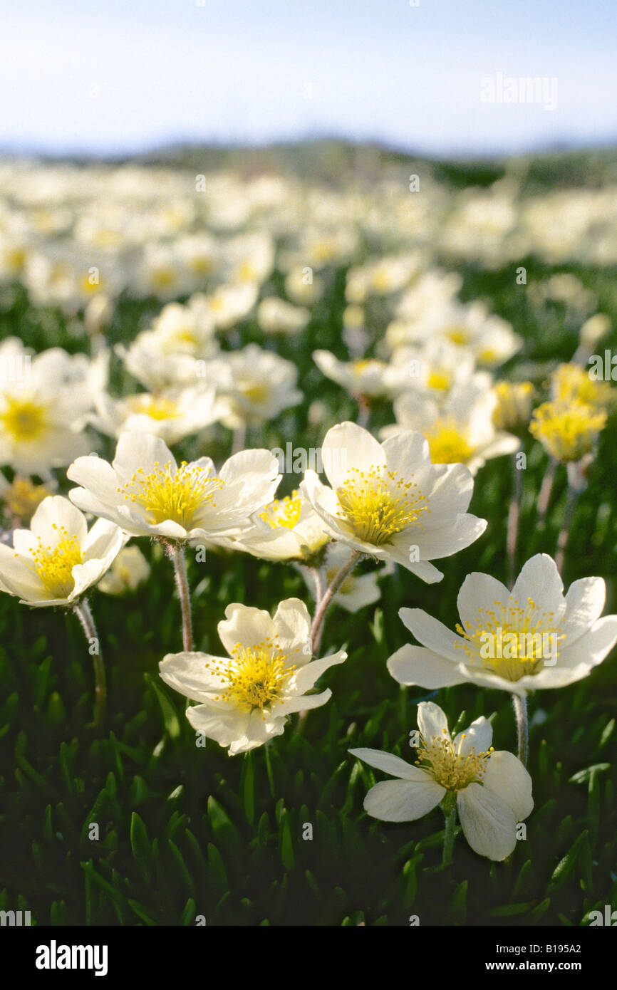 Mountain avens (Dryas integrifolia), Victoria Island, Nunavut, Arctic Canada Stock Photo