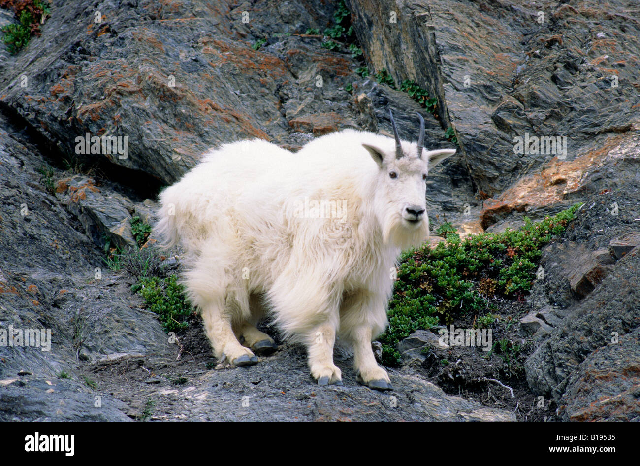 Mountain goat (Oreamnos americanus), Rocky Mountains, Alberta, Canada Stock  Photo - Alamy