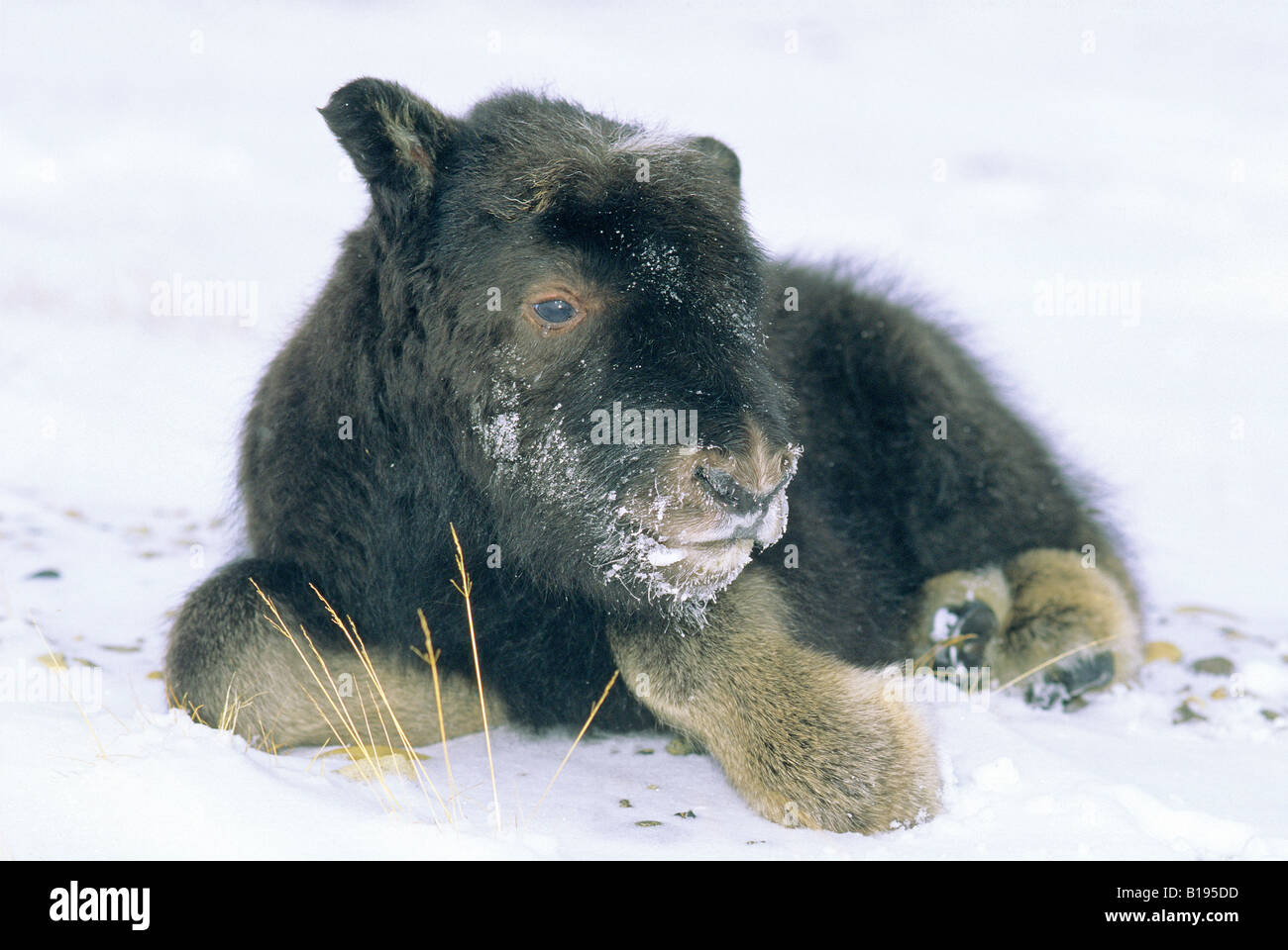 Month-old baby muskox (Ovibos moschatus), Banks Island, Northwest Territories, Arctic Canada Stock Photo
