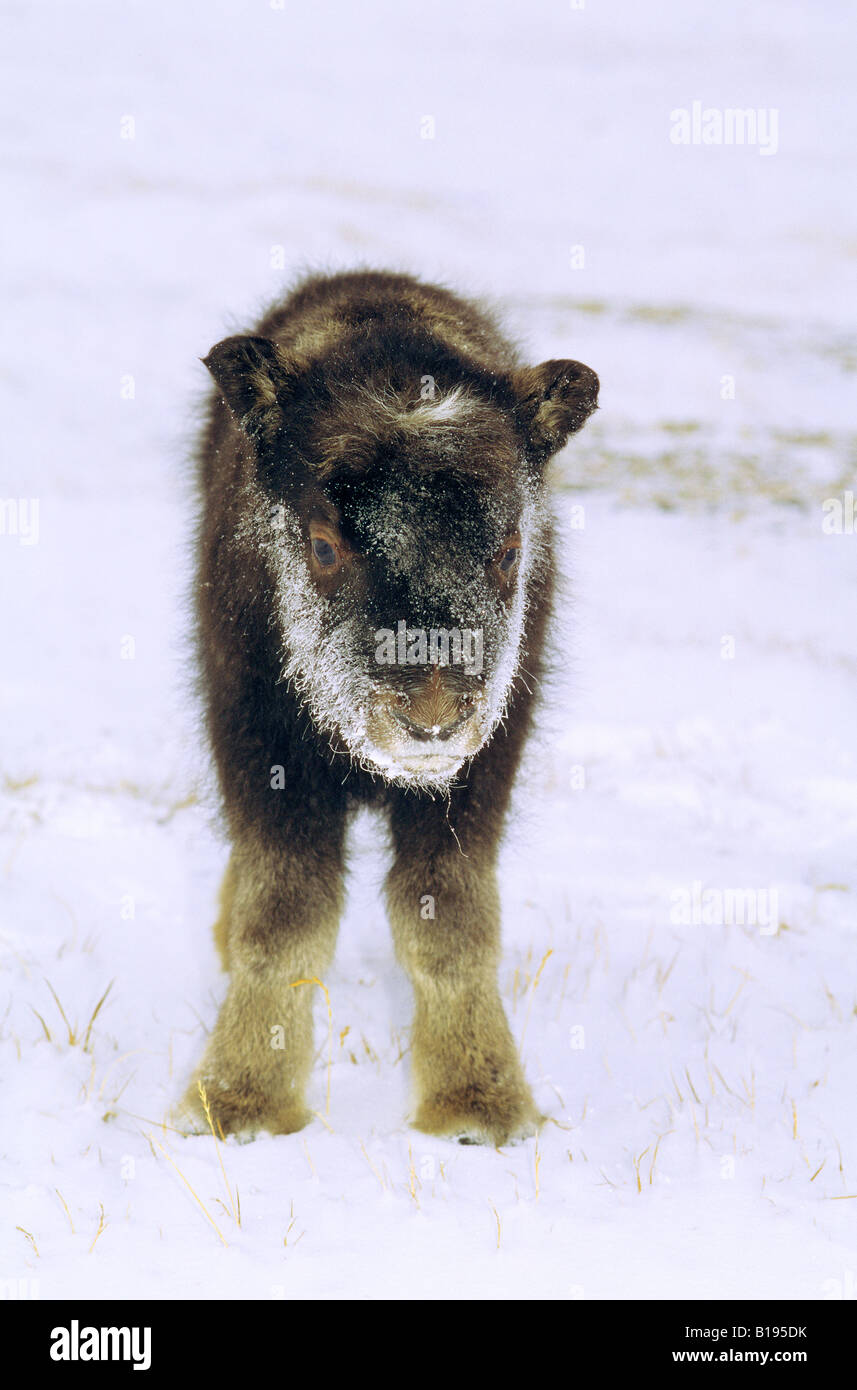 Month-old muskox calf (Ovibos moschatus), Banks Island, Northwest Territories, Arctic Canada. Stock Photo