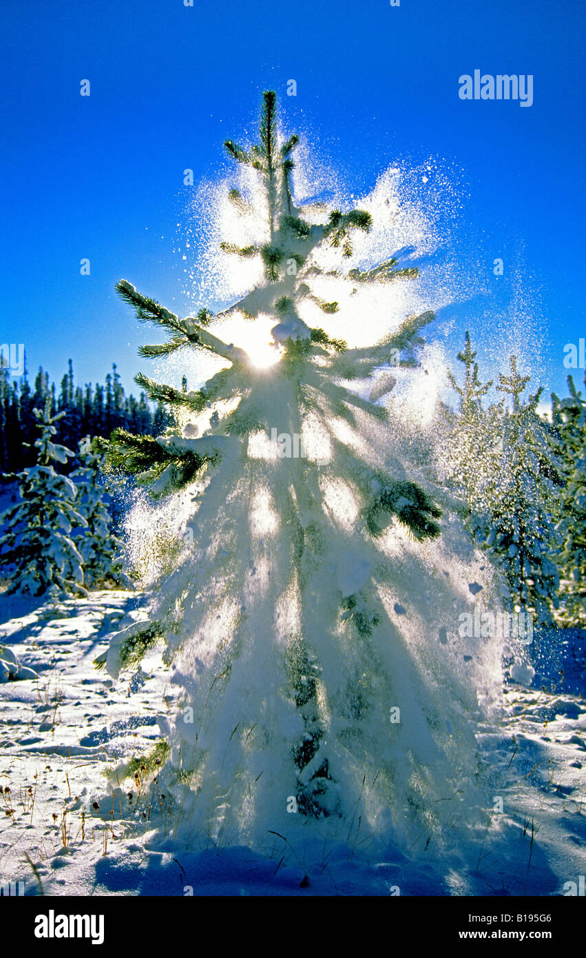Snow falling from the ladened branches of a lodgepole pine (Pinus contorta), northern Alberta, Canada. Stock Photo