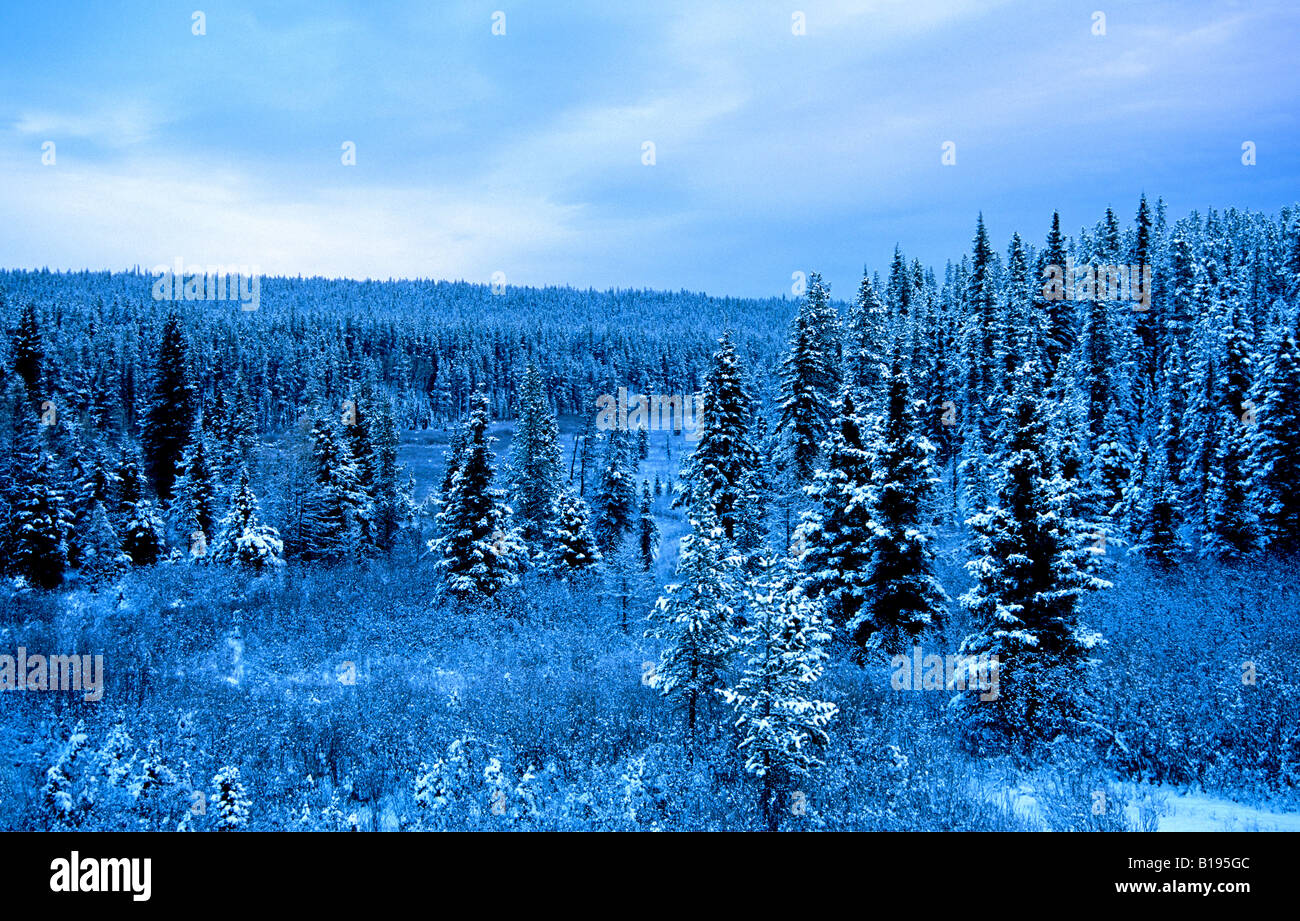 The frigid dawn light of a mid-winter spruce forest in northern Alberta, Canada. Stock Photo