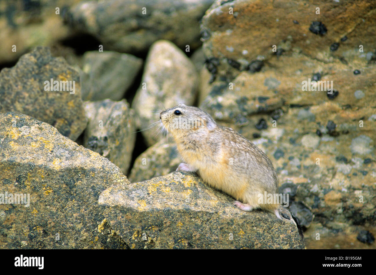 True lemming hi-res stock photography and images - Alamy