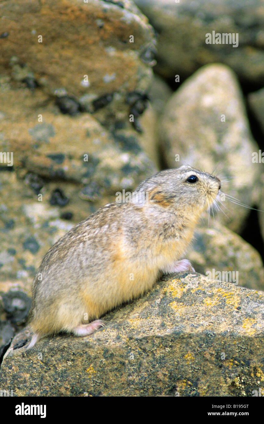 Lemming Small Rodent The Arctic In Tundra Greenland Mint Maxi FDC Card 1994