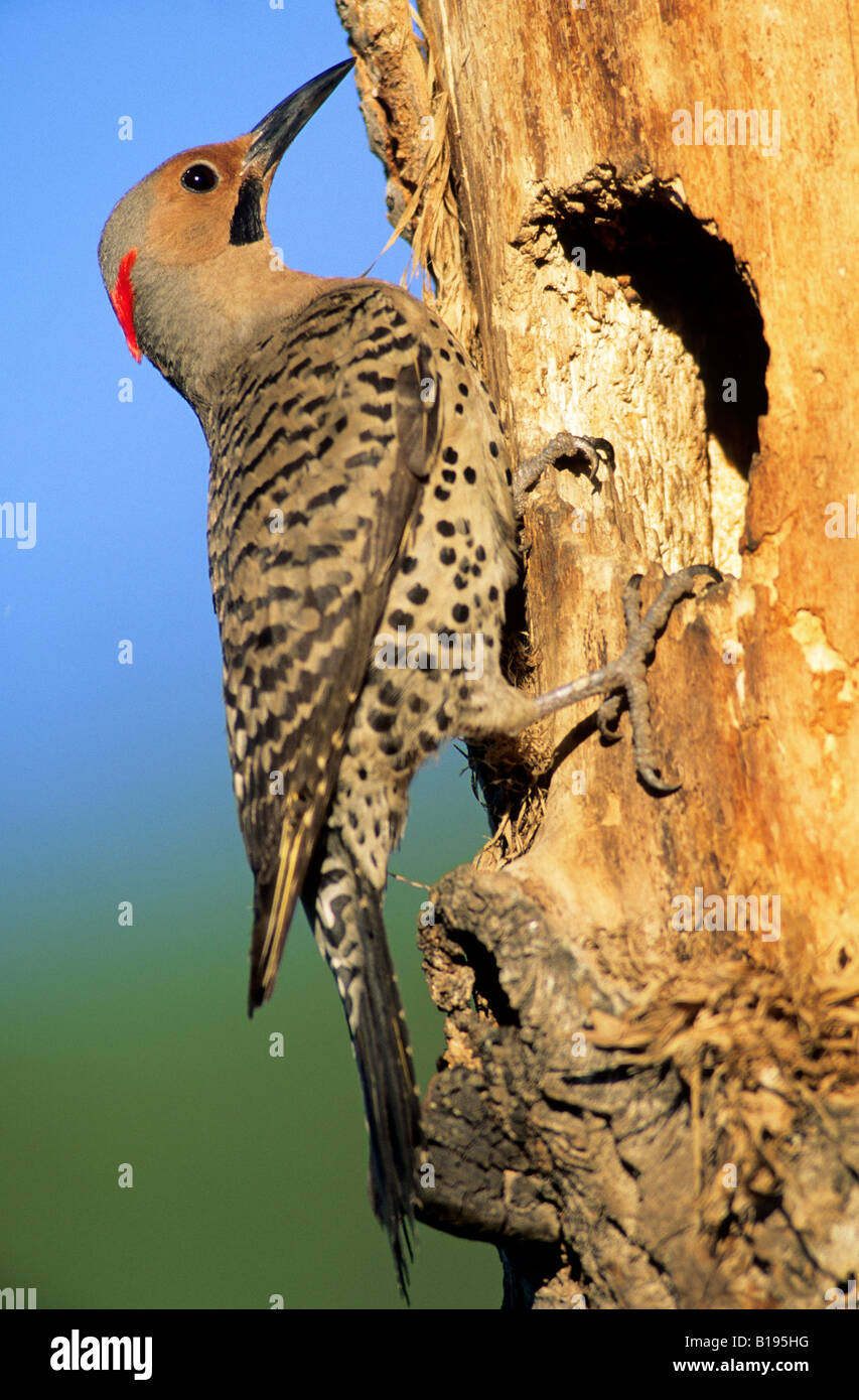 Male northern flicker (Colaptes auratus), yellow-shafted race, at the mouth of its cavity nest in an old balsam poplar, Alberta, Stock Photo