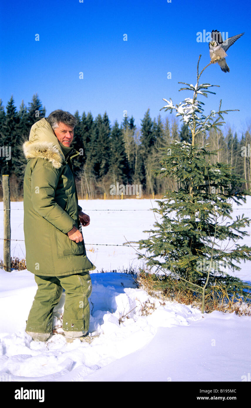 Man and unwary northern hawk owl, northern Alberta, Canada Stock Photo