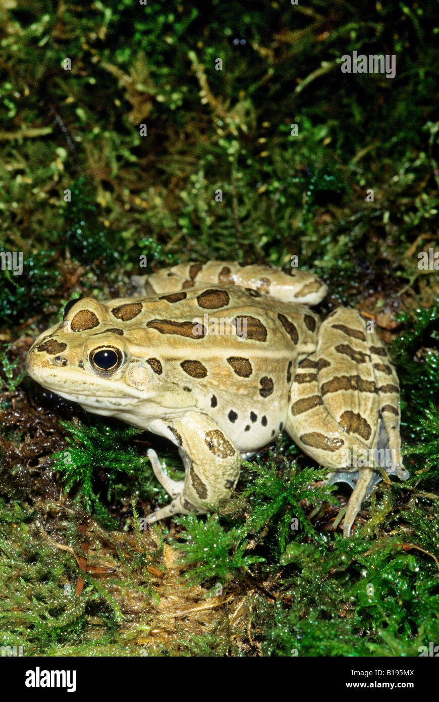 Adult northern leopard frog (Rana pipiens), Alberta, Canada Stock Photo Alamy