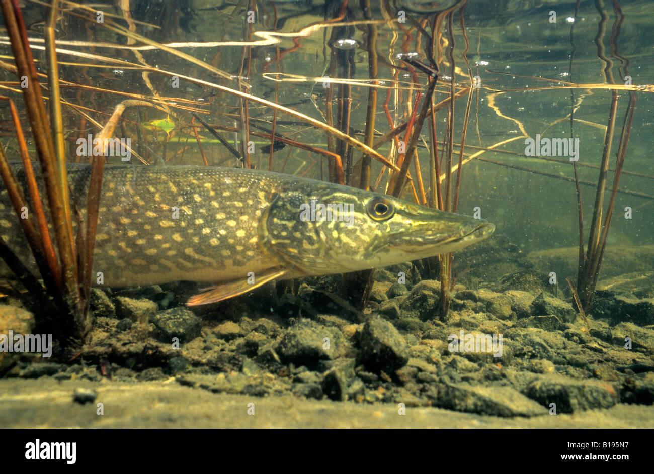Northern pike (Esox lucius) basking in the warm shallows of a northern lake, Canada. Stock Photo