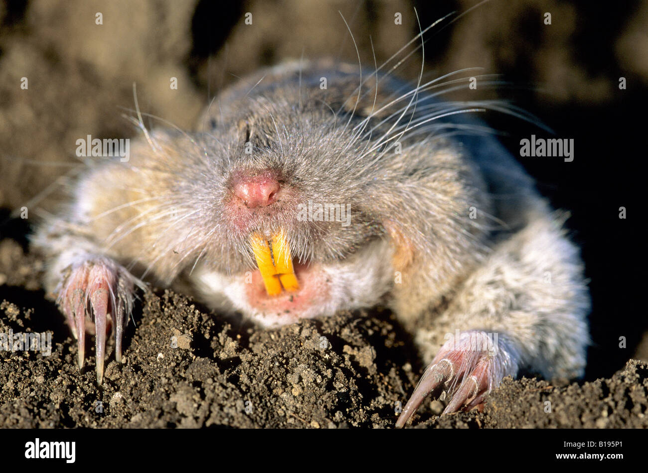 Northern pocket gopher (Thomomys talpoides) surfacing from its Stock ...