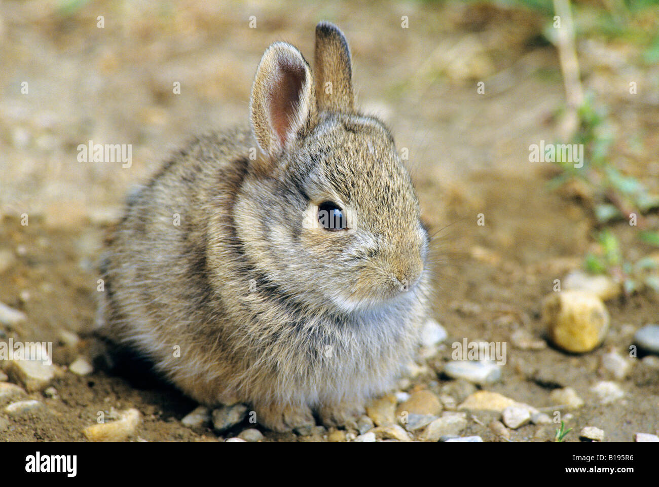 Nuttalls hare hi-res stock photography and images - Alamy