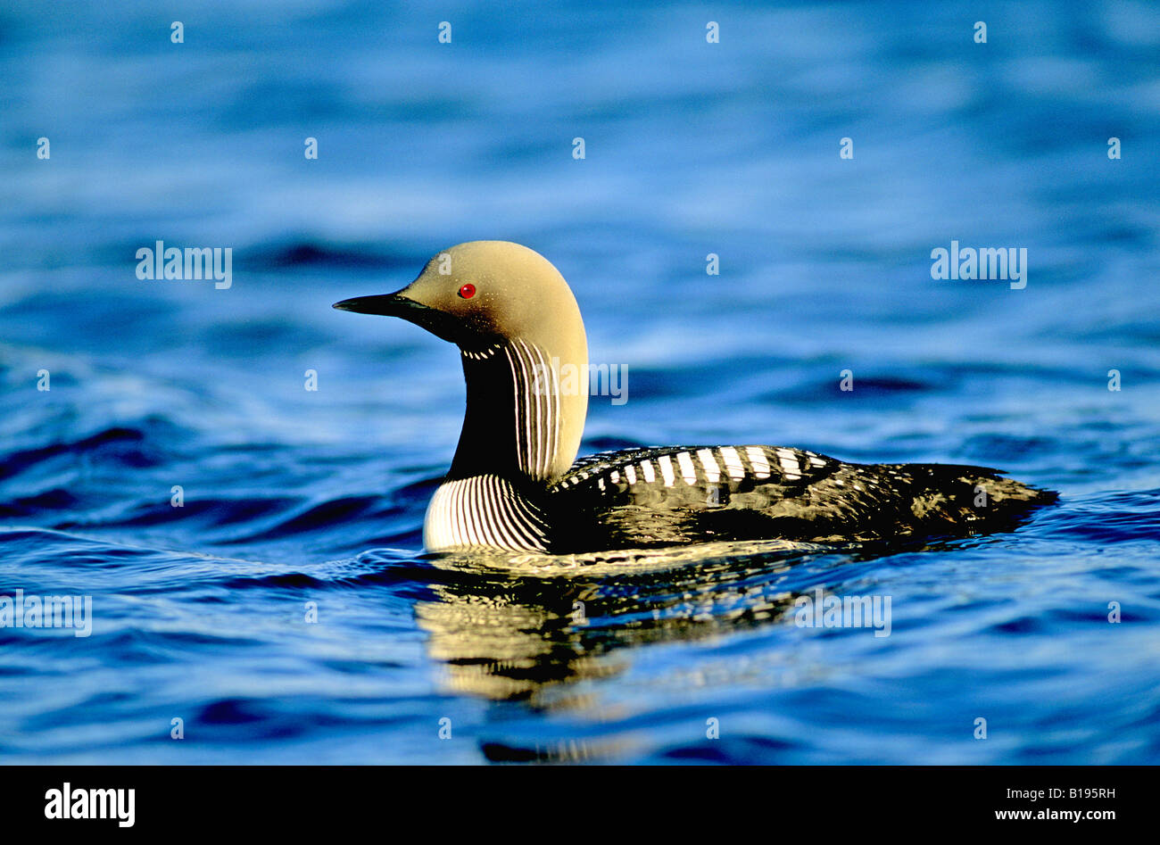 Adult Pacific loon (Gavia pacifica), Northwest Territories, Canada. Stock Photo