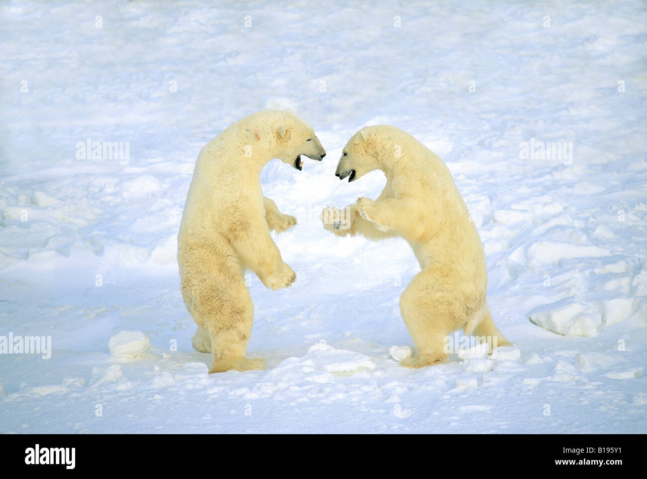 Two adult male polar bears (Ursus maritimus) play-fighting. Stock Photo