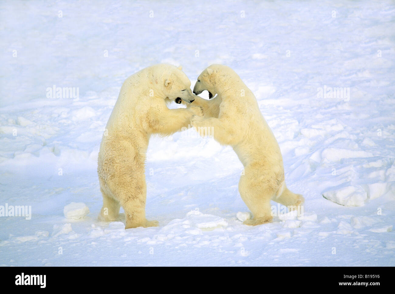 Adult male polar bears (Ursus maritimus) play-fighting. Stock Photo