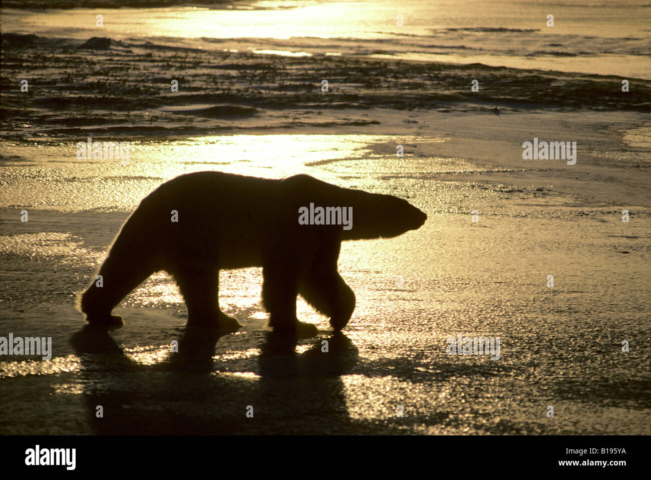 Adult male polar bear (Ursus maritimus) Arctic Canada Stock Photo