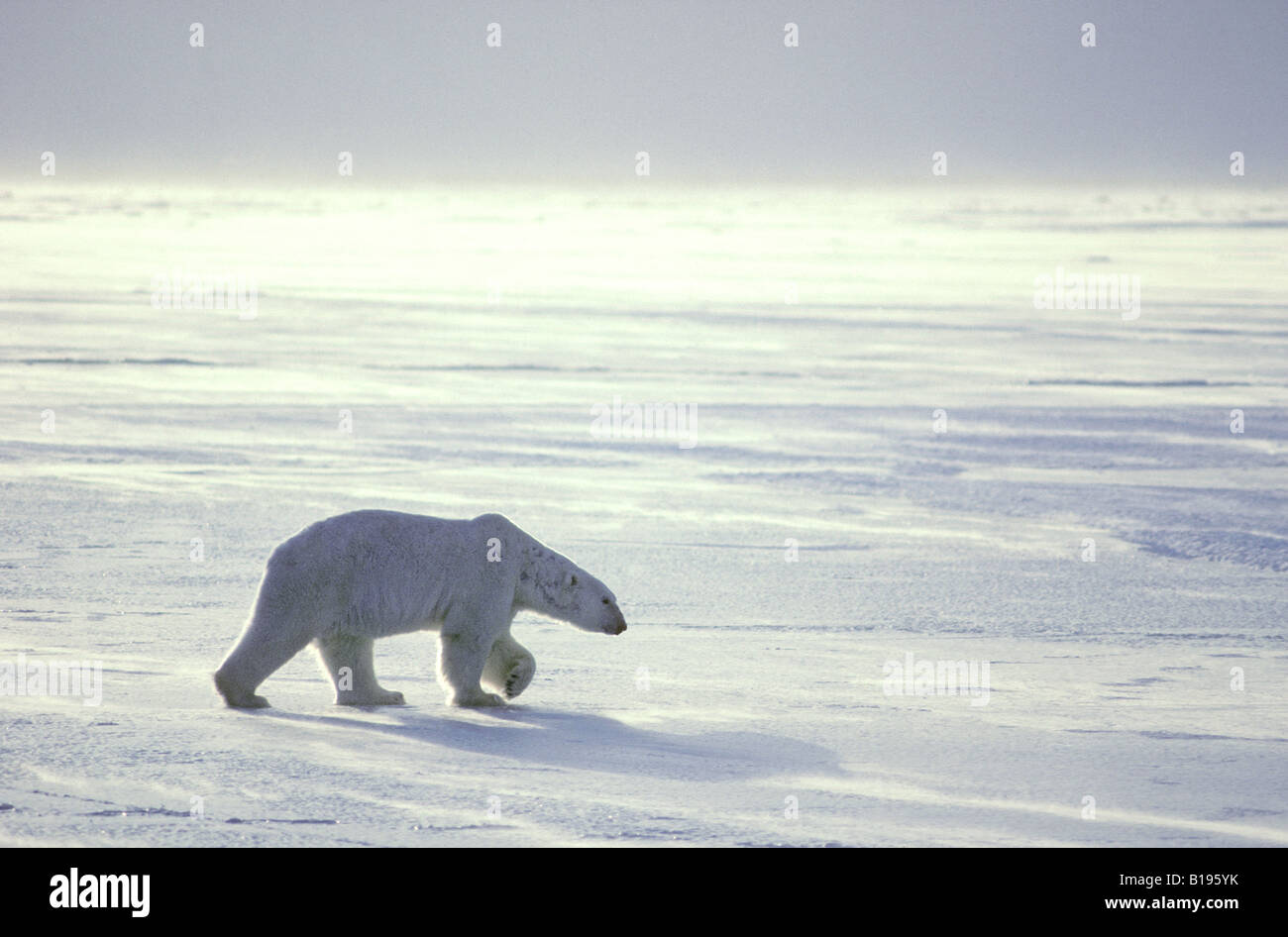 Polar bear (Ursus maritimus) hunting on the sea ice, Arctic Canada. Stock Photo