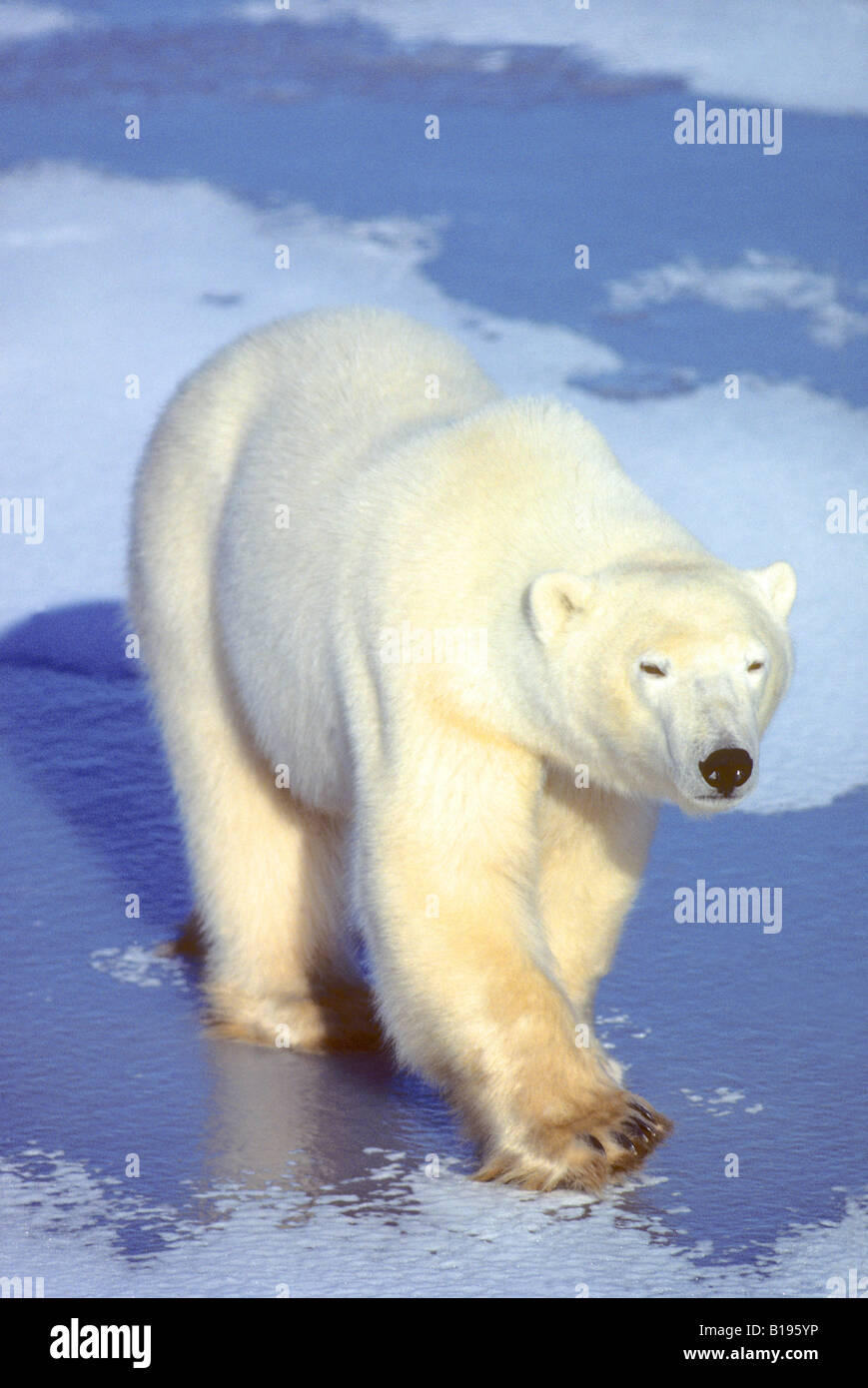 Adult male polar bear (Ursus maritimus) on a frozen lake, Arctic Canada. Stock Photo