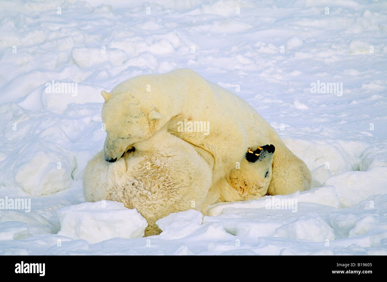 Adult male polar bears (Ursus maritimus) play fighting, Arctic Canada. Stock Photo